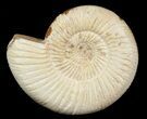 Perisphinctes Ammonite - Jurassic #46884-1